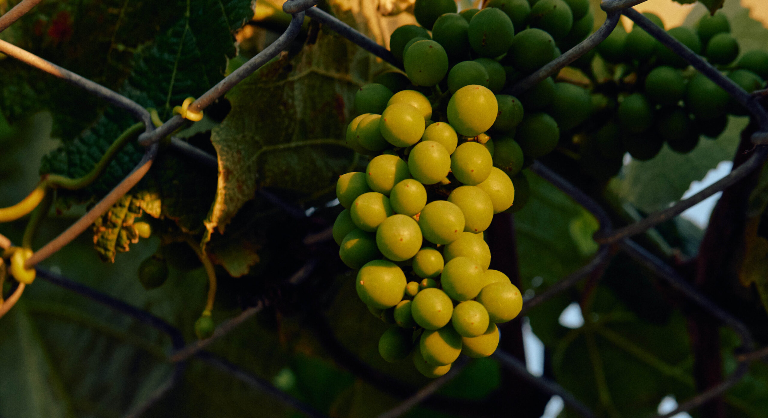 Grapes on vine